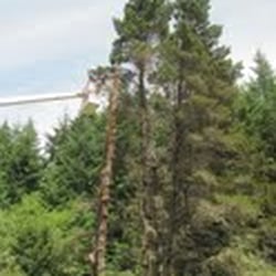 Blue Sky Tree Service