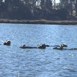 Sea otters riding the tide at Elkhorn Slough.