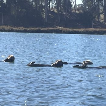 Elkhorn Slough - Sea otters riding the tide at Elkhorn Slough. - Parks Near Me - Moss Landing, California