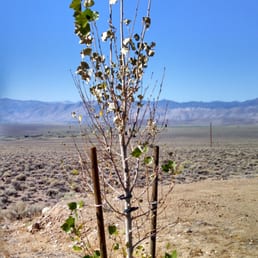 12' lush poplar deteriorated within days of planting. Never recovered.  No help- only promises & lies from this place.