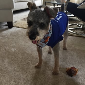 Pet Star Salon - Very happy with his haircut once again! They even put this cute bandanna on him. - Pet Groomers Near Me - Fairfax, Virginia Pet Star Salon - Very happy with his haircut once again! They even put this cute bandanna on him. - Pet Groomers Near Me - Fairfax, Virginia