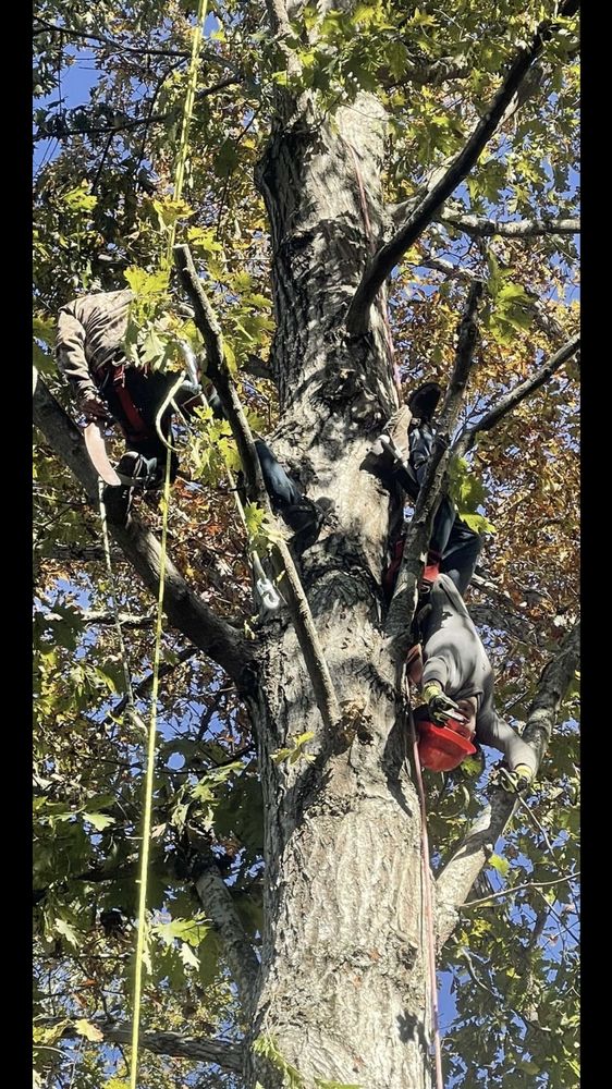 Champion Tree Service - tree service in Spencer, WV