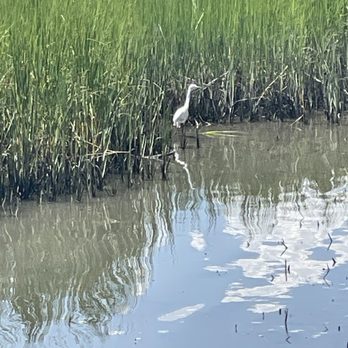 Airlie Gardens - Egret in marsh - Venues & Event Spaces Near Me - Wilmington, North Carolina Airlie Gardens - Egret in marsh - Venues & Event Spaces Near Me - Wilmington, North Carolina