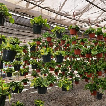 OC Succulents - My heaven! Hanging indoor plants! yass! - Nurseries & Gardening Near Me - Irvine, California