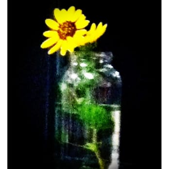 Nami - Flower on the window ledge - Coffee & Tea Near Me - Phoenix, Arizona