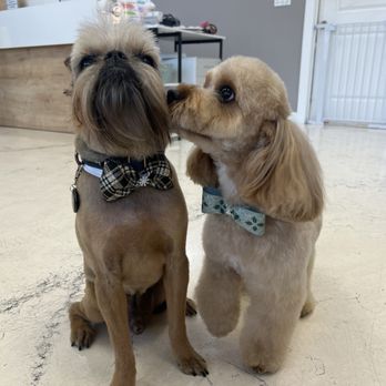 OC Pawtastic Grooming - Pet Groomers Near Me - La Palma, California