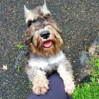 Pawesome Pet Nanny - Pet Sitting Near Me Pawesome Pet Nanny - Pet Sitting Near Me