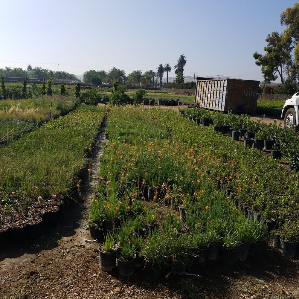 TOP 10 BEST Wholesale Plants in Moreno Valley, CA - Updated 2025 - Yelp