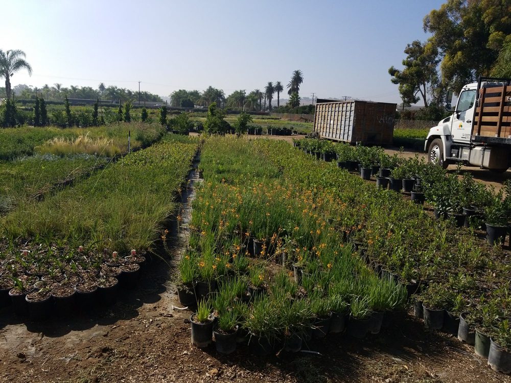 Vista Whole Nursery Nurseries Gardening 2000 Jefferson Vista Whole Nursery Nurseries