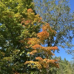 Parc de la Gatineau - The start of fall color