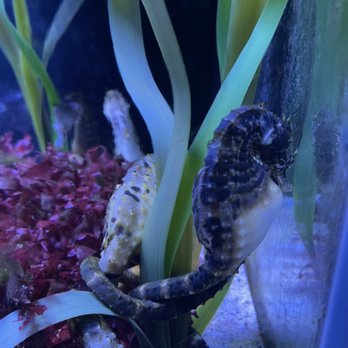 San Antonio Aquarium - Aquariums Near Me - Leon Valley, Texas San Antonio Aquarium - Aquariums Near Me - Leon Valley, Texas