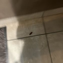 McDonald's - A cockroach