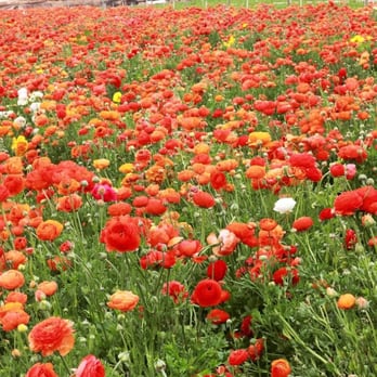 The Flower Fields - Venues & Event Spaces Near Me - Carlsbad, California The Flower Fields - Venues & Event Spaces Near Me - Carlsbad, California