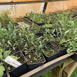Watershed Garden Works - More plants in green house