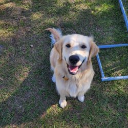 Advanced Canine Development