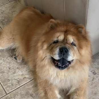 Shampooch Pet Styles - A very happy chow chow - Pet Groomers Near Me - Temecula, California Shampooch Pet Styles - A very happy chow chow - Pet Groomers Near Me - Temecula, California