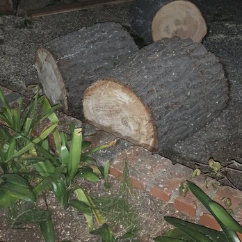 Millan Construction - The size of the tree - General Contractors Near Me Millan Construction - The size of the tree - General Contractors Near Me