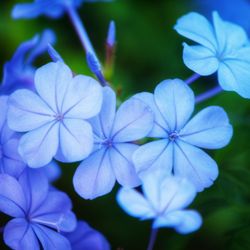 Orlando S.W. KOA - Flowers that are at the koa park
