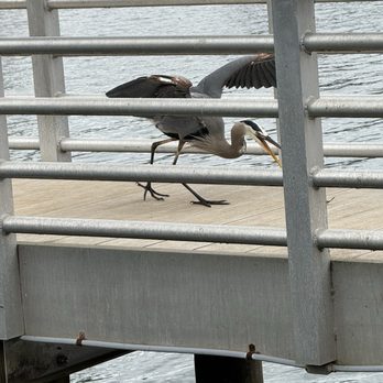 Lake Blalock Park - A smaller crane showed up today hungry. 5/9/26 - Parks Near Me - Chesnee, South Carolina Lake Blalock Park - A smaller crane showed up today hungry. 5/9/26 - Parks Near Me - Chesnee, South Carolina