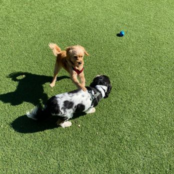 Tefani & So. Dogcare - Pet Sitting Near Me - San Francisco, California Tefani & So. Dogcare - Pet Sitting Near Me - San Francisco, California
