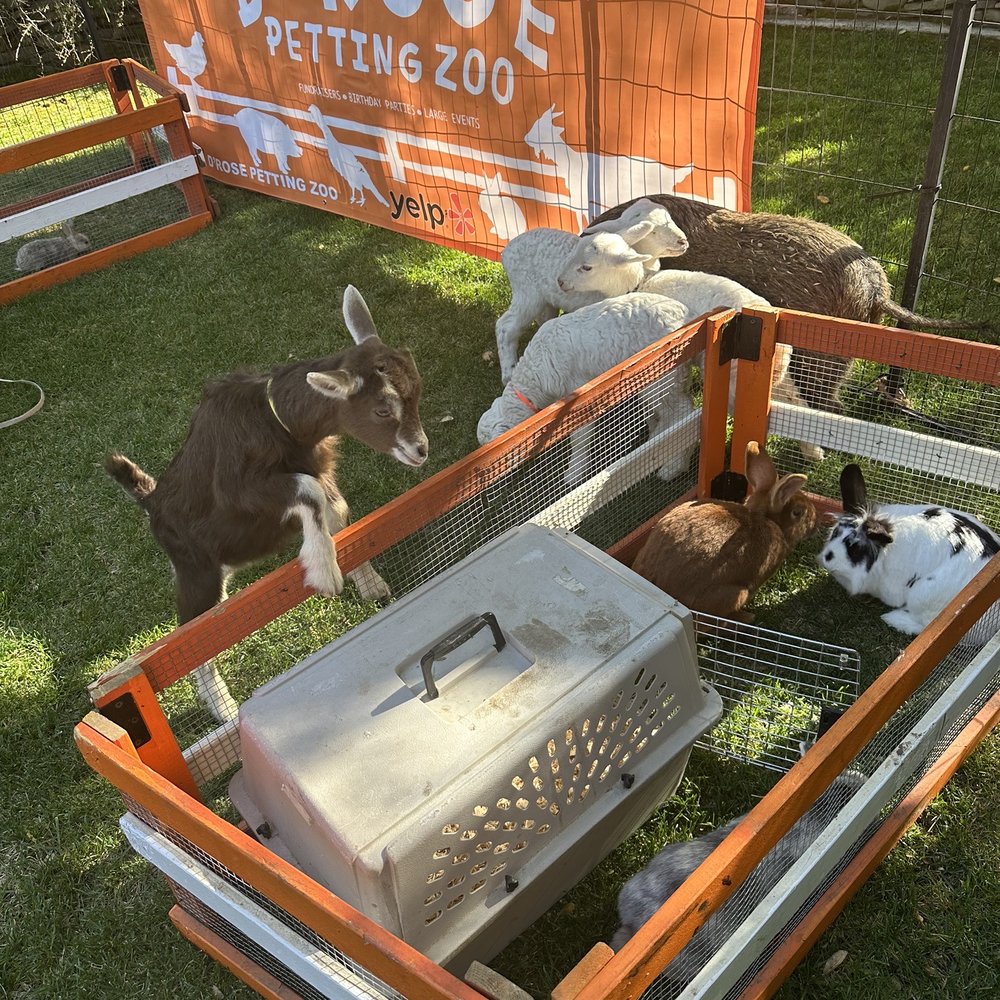 D'Rose Petting Zoo - Petting Zoos Near Me - Gilroy, California D'Rose Petting Zoo - Petting Zoos Near Me - Gilroy, California