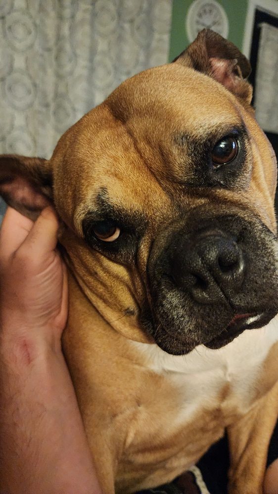 RANDOLPH VETERINARY CLINIC Updated September 2024 11 Photos & 25