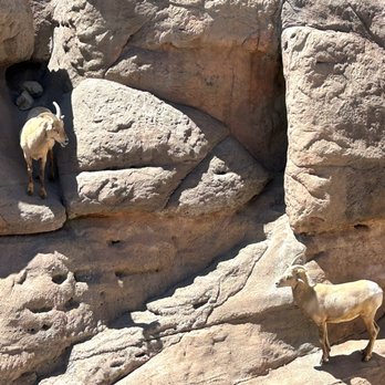 Arizona-Sonora Desert Museum - Bighorn Sheep - Museums Near Me - Tucson, Arizona