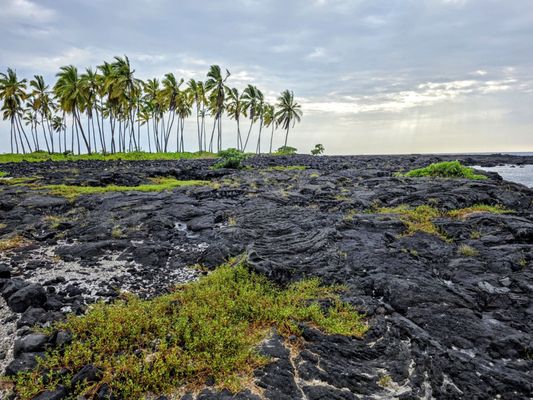 Pu'uhonua O Honaunau National Historical Park by null