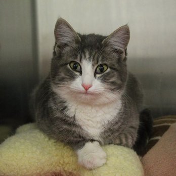 Nevada Veterinary Clinic - Veterinarians Near Me - Nevada, Missouri