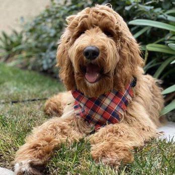 Barking Blessings - Pet Breeders Near Me Barking Blessings - Pet Breeders Near Me