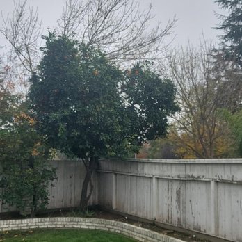R's Tree Care - Before overgrown orange tree - Tree Services Near Me
