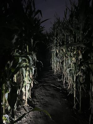 HYSTERIA at Connors Farm by null