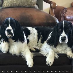 Morning Star Farm Pet Resort