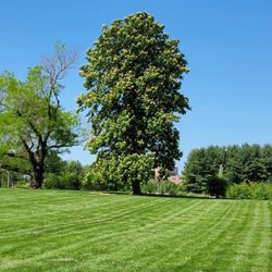 Large horse chestnut.