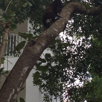 Hotel Riu Yucatan - One of the monkeys that live on the property - Hotels Near Me - Playacar, ROO