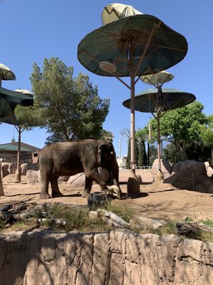El Paso Zoo and Botanical Gardens by null