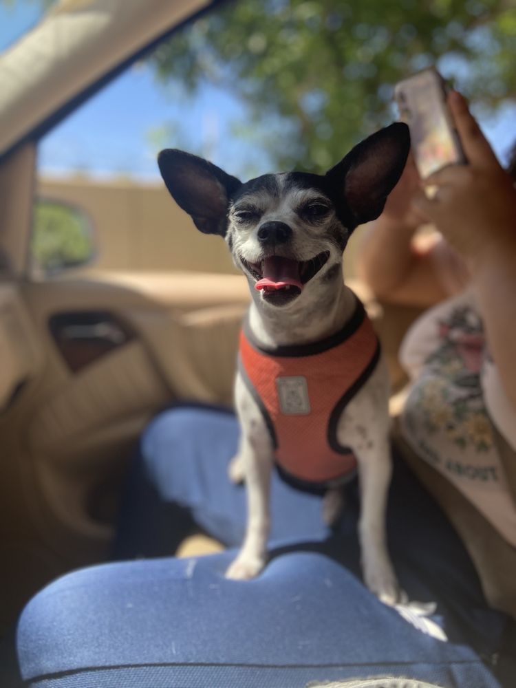 FIRSTCOL PET SALON Updated June 2024 63 Photos & 152 Reviews 517