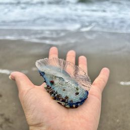 Velella