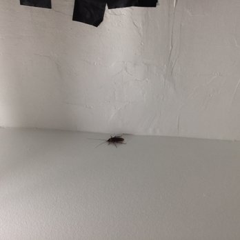 Mac Properties - Chicago - live roaches on walls! - Apartments Near Me - Chicago, Illinois