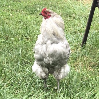 Applewood Winery - Friendly roosters keep watch - Wineries Near Me - Warwick, New York