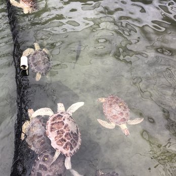 The Turtle Hospital - Veterinarians Near Me - Marathon, Florida