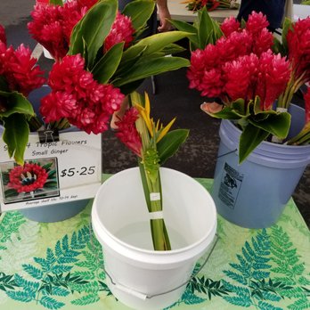 96744 Tropic Flowers - So beautiful, sturdy, and inexpensive! - Florists Near Me - Honolulu, Hawaii 96744 Tropic Flowers - So beautiful, sturdy, and inexpensive! - Florists Near Me - Honolulu, Hawaii