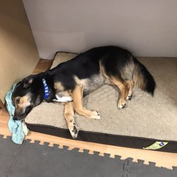 Friendship Star Quilt Shop - Our Official Greeter and e-Newsletter writer taking a snooze under the cutting table