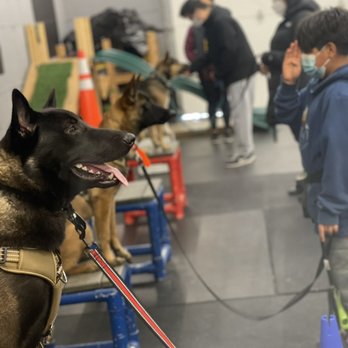 Royal K9 - Pet Training Near Me Royal K9 - Pet Training Near Me