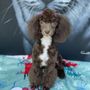 Photo of Lucky Dog Grooming