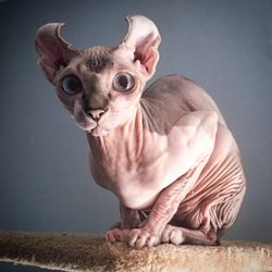 Nocoatkitty Sphynx - Zara - 5 years old
