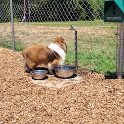 Quail Meadows Dog Park - Izzie enjoyed watching the kids play in the nearby playground.