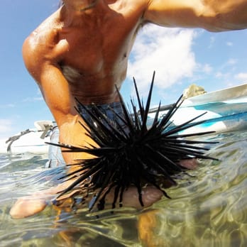 Maui Kayaks - Sea urchin - Rafting/Kayaking Near Me Maui Kayaks - Sea urchin - Rafting/Kayaking Near Me