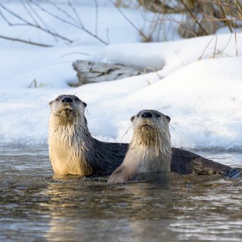 All Things Wild - Tours Near Me All Things Wild - Tours Near Me