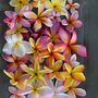 Photo of Clarence Nishikata Hawaii Plumeria Nursery